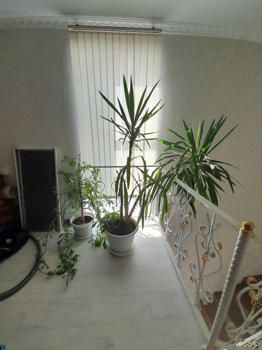 Комнатные рестения