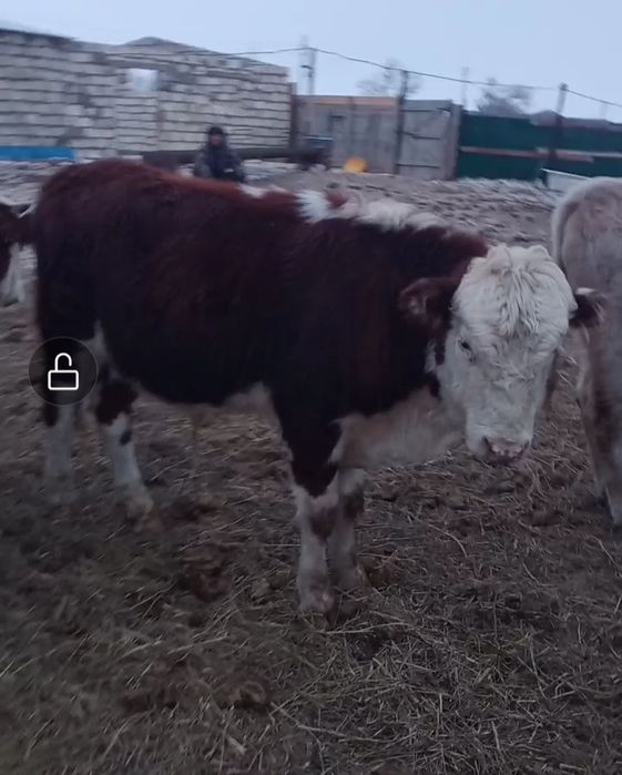 Еркек потсос баспақтар