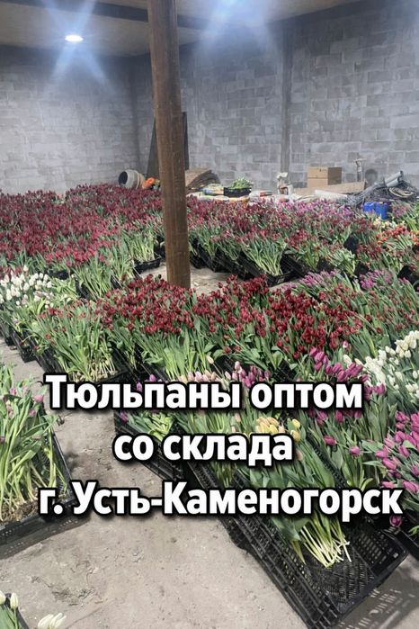 Тюльпаны Экстра+ оптом