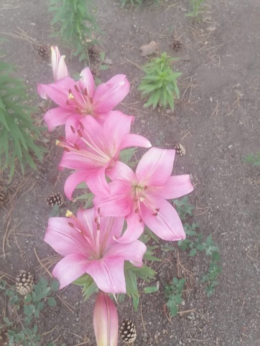 Дача в Бухтарме