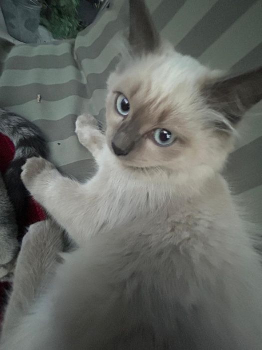 Котёнок девочка