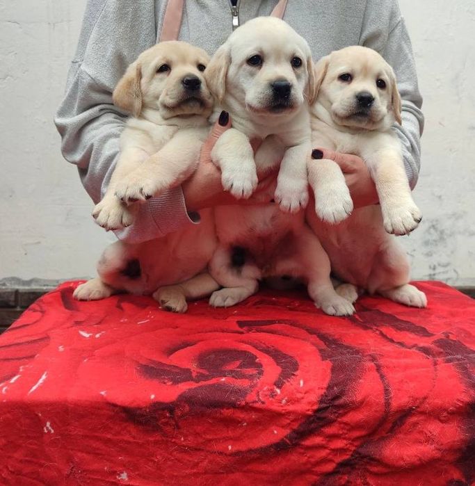 Продаются щенки лабрадора