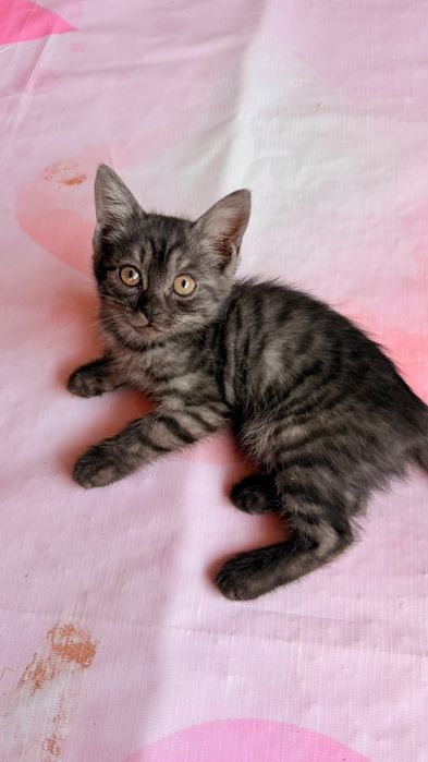 Кошка American Shorthair