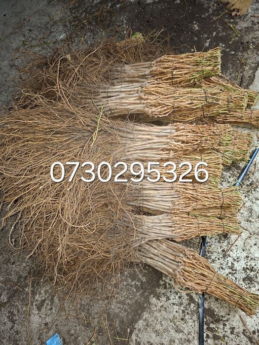 Vând Butași viță de vie Altoita și Hibrida anul 3 de vegetație