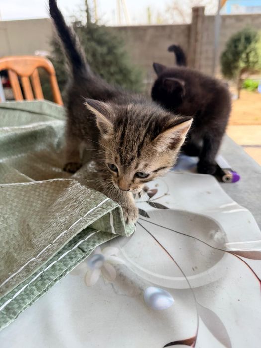 Отдам котят в добрые руки