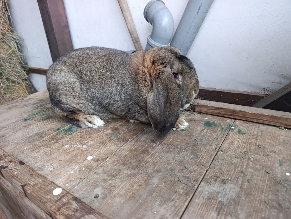 Mascul Berbec German rasă mare din 07.01.2025