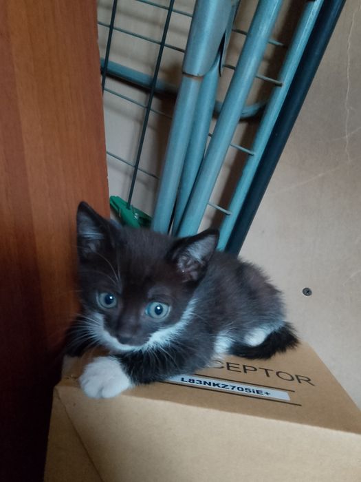 Отдам котят даром