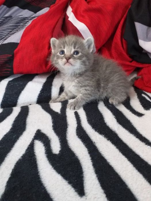 British silver tabby