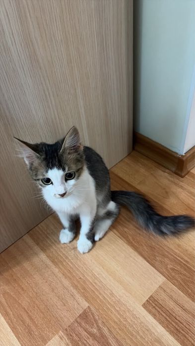 Котопринцесса в добрые руки!