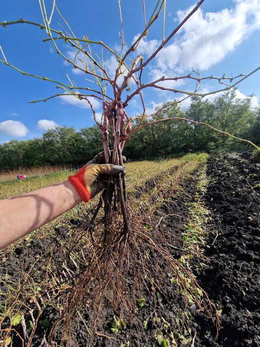 Butasi de vita de vie altoiti