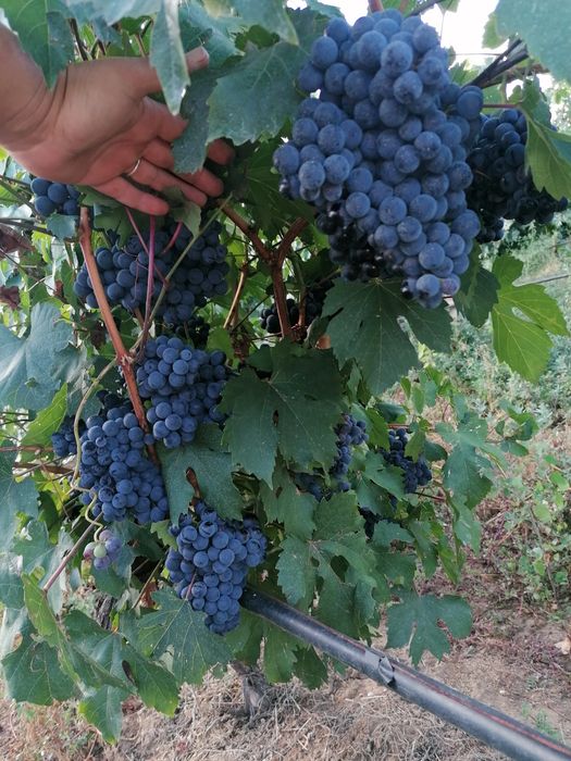 Продавам Сорт "Тракийска слава"