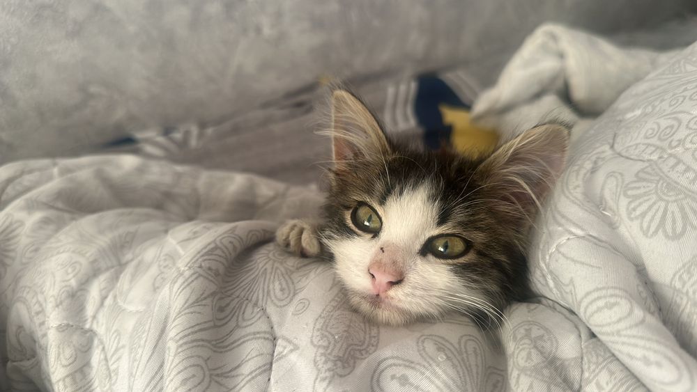 Отдам котенка девочка