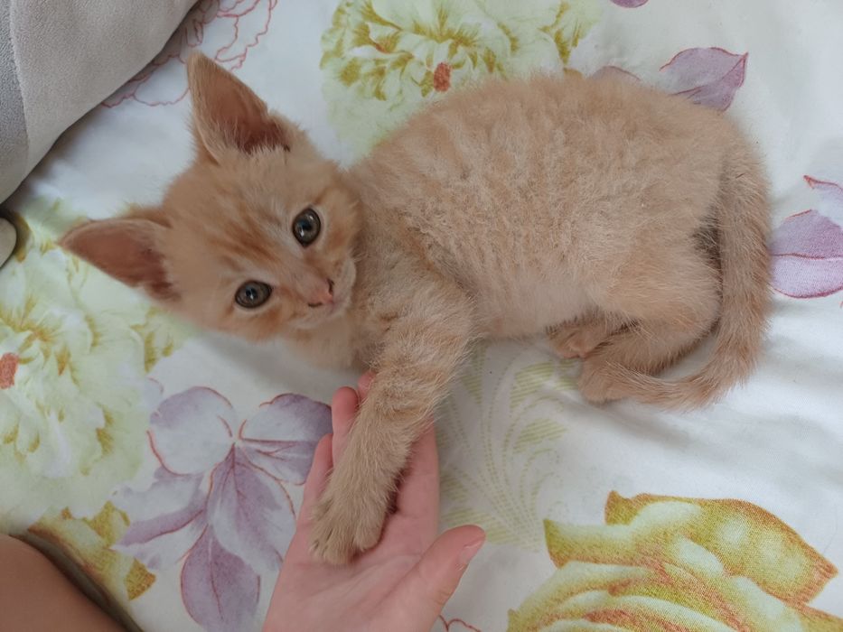 Отдам котят девочка и мальчик