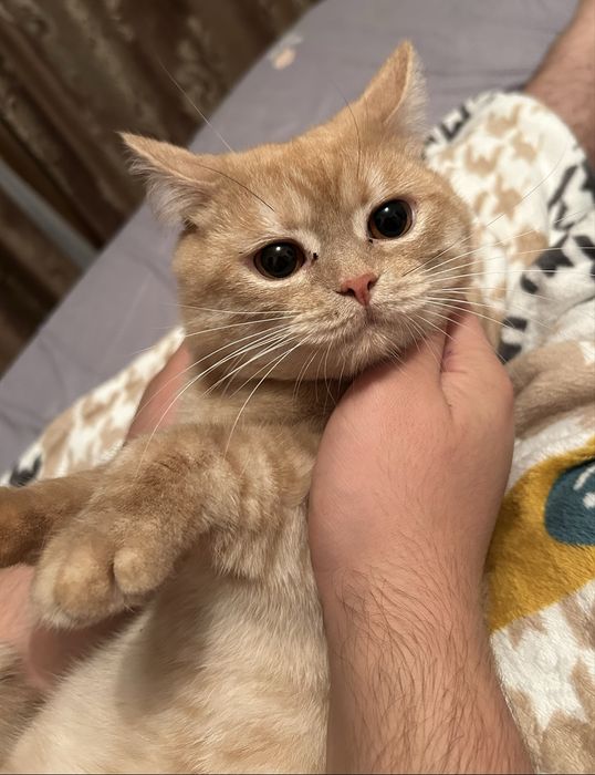 Кот в добрые руки