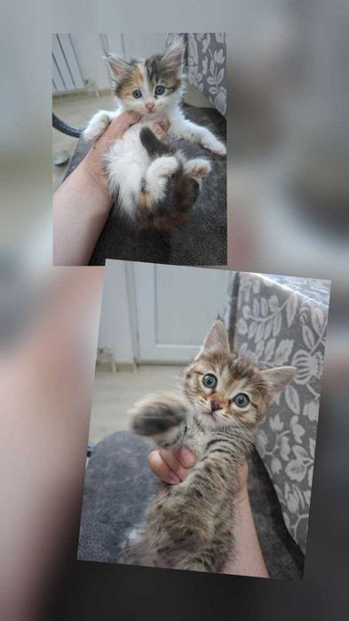 мушук болалари ишончли кулларга берилади