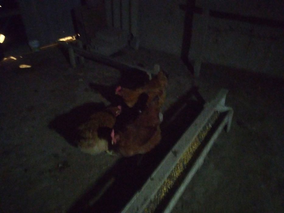 Тауык сатыладыыыы