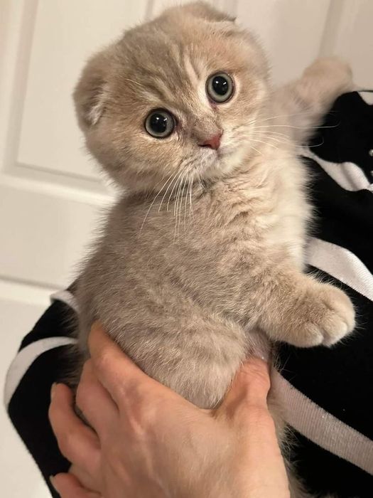 Продам шотландских котят