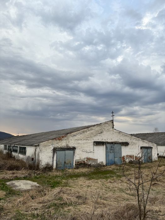 Vand ferma 3 hale saivane la nodul autostrazi A1 Dobra 7800m2