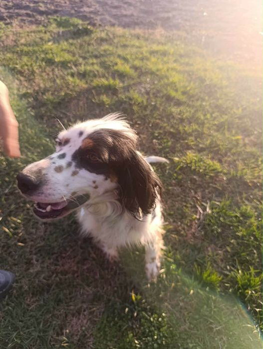 Продавам английски сетер