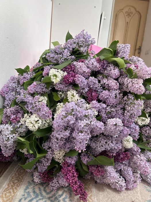 Сирень свежий улкен