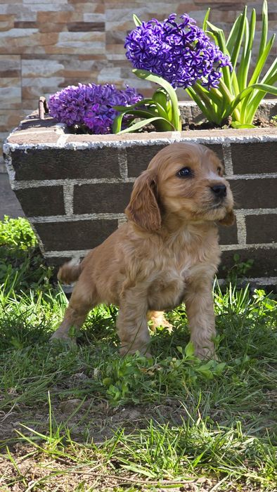 Catel Cocker Spaniel Maro