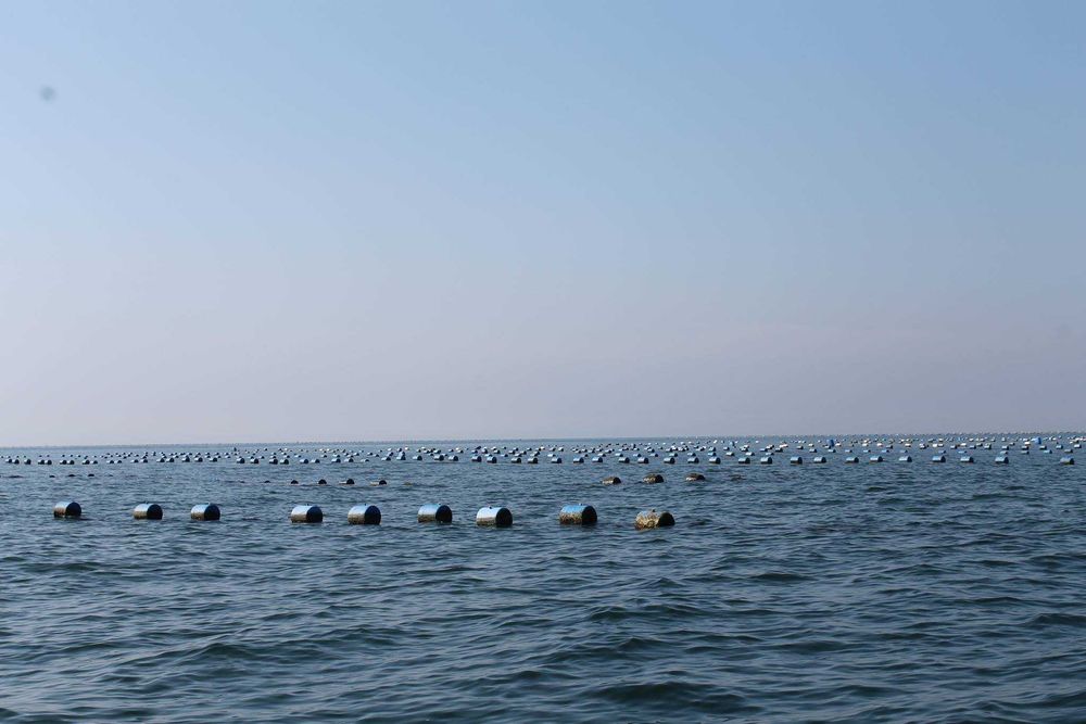 Ферма за култивирани миди