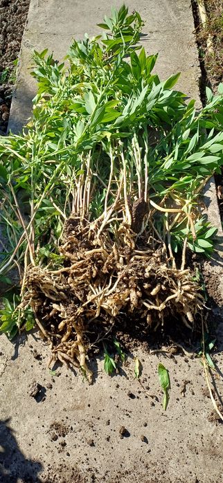 Розова алстромерия