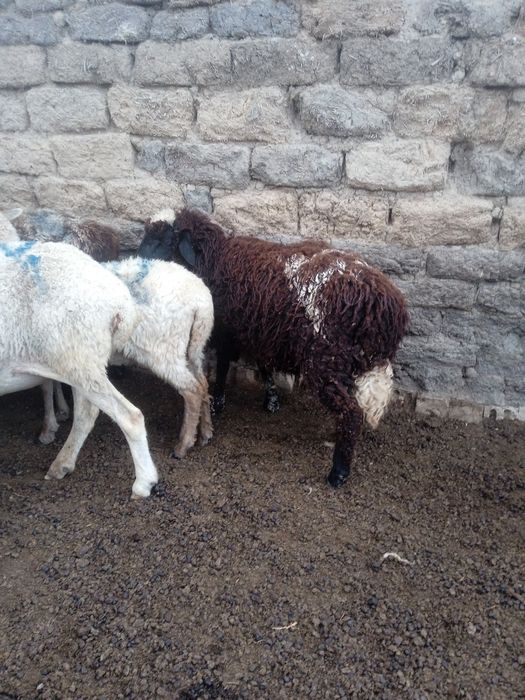 Продается овцы двух годовалый