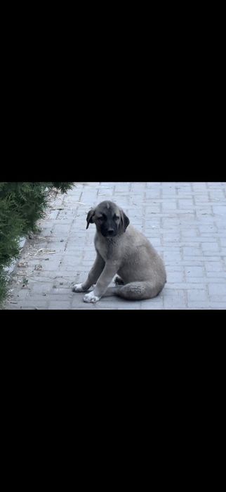 Продам турецкого кангала
