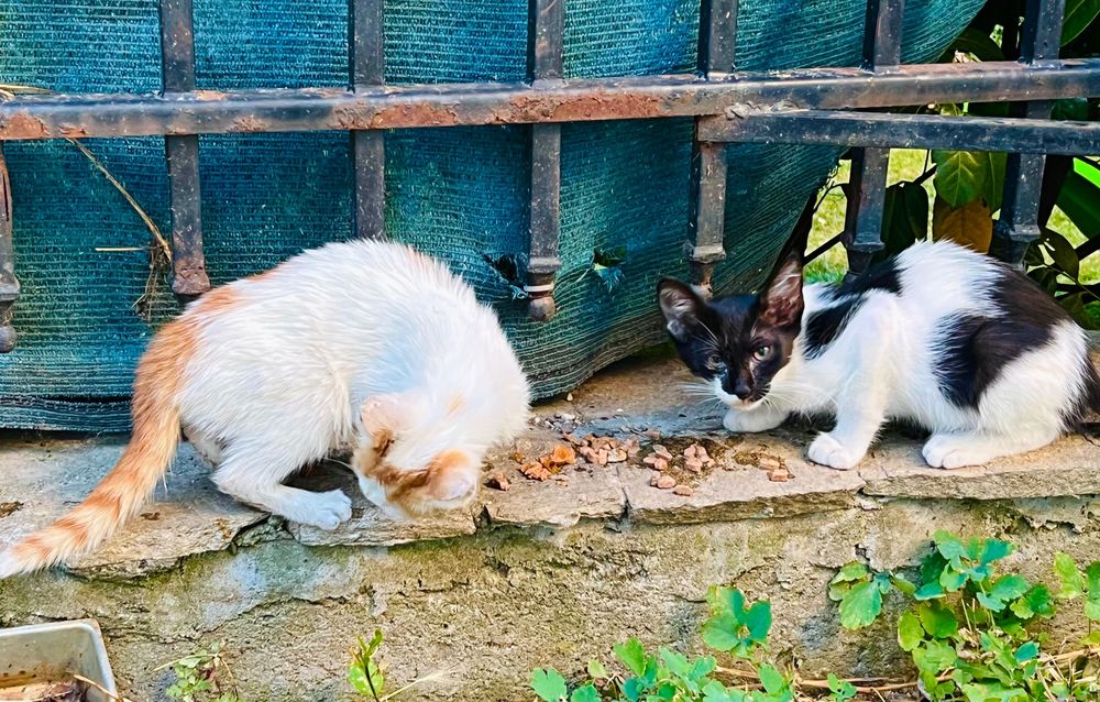 Котета за надежден дом