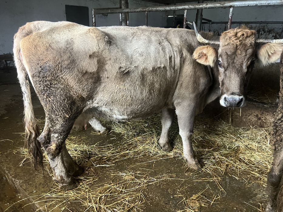 Vand vaca gestanta in luna a8