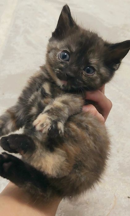 Срочно отдам котят в добрые руки