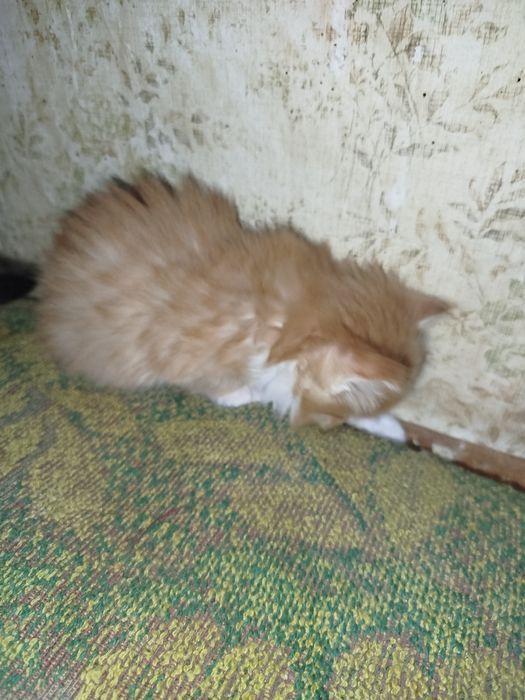 Котята, бесплатно