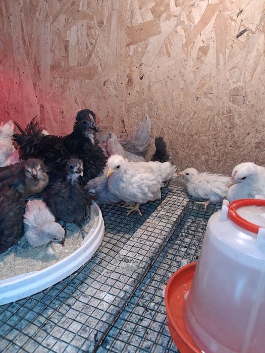 Rosecom bantam negru
