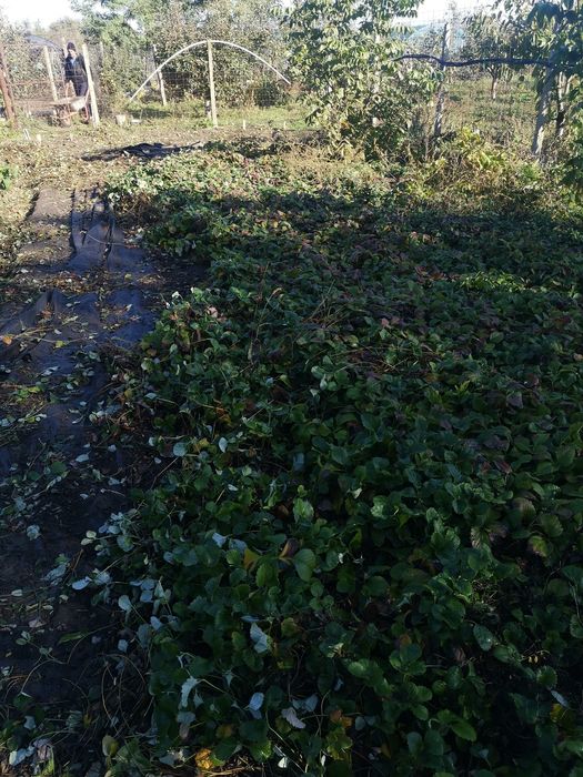 Stoloni de căpșuni Albion 0,50 bani buc și butasi de zmeură 2lei buc