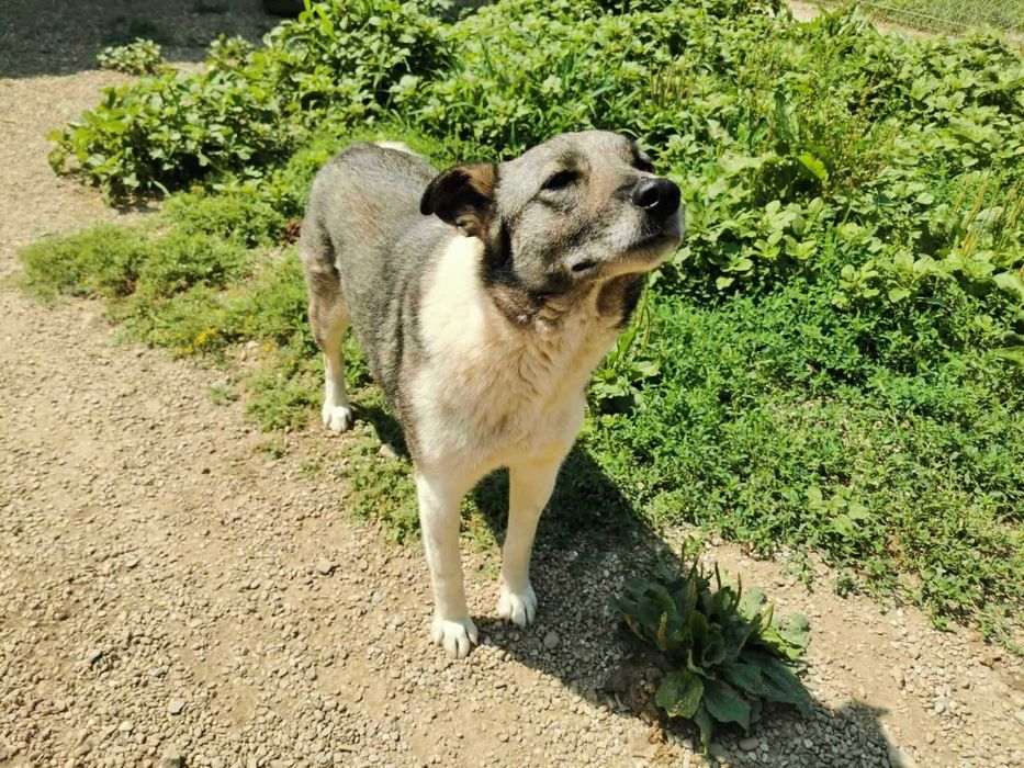 Britta isi cauta familie