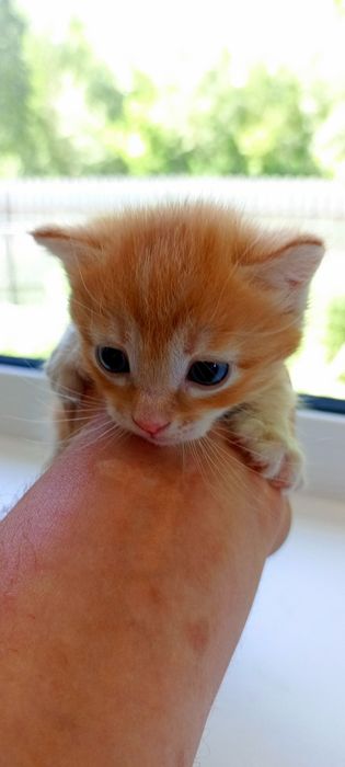 Ищем хозяина для котёнка