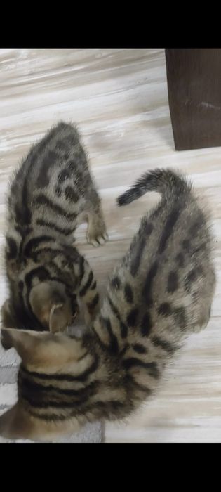 Бенгальские котята