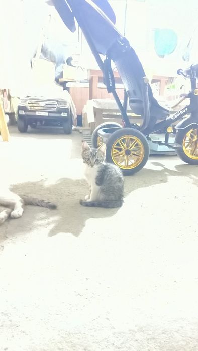 Бесплатно, котенок