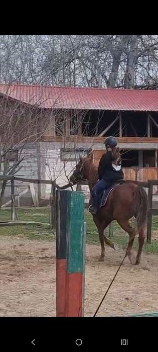 De vînzare iapa pursinge arab