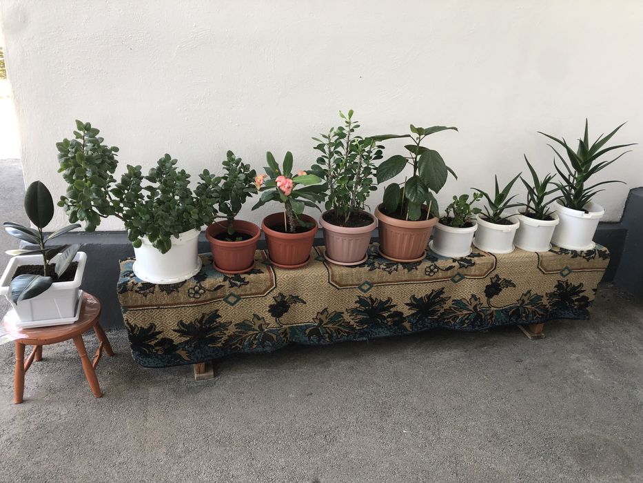 Комнатные цветы Разных сортов