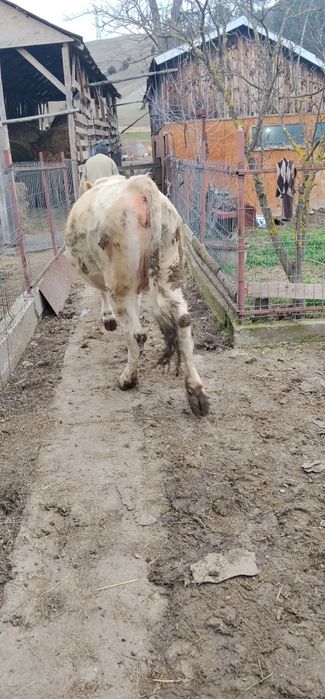 Vând junincă montată de 8 luni