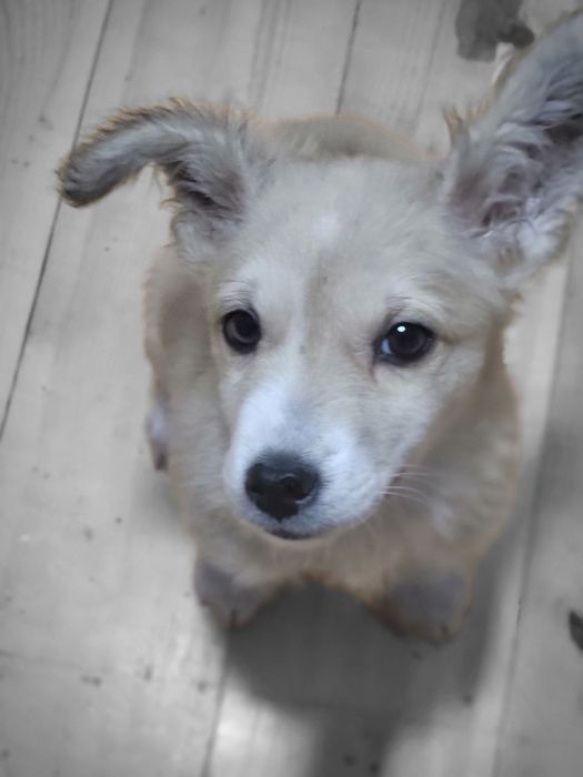 Отдам в хорошие руки