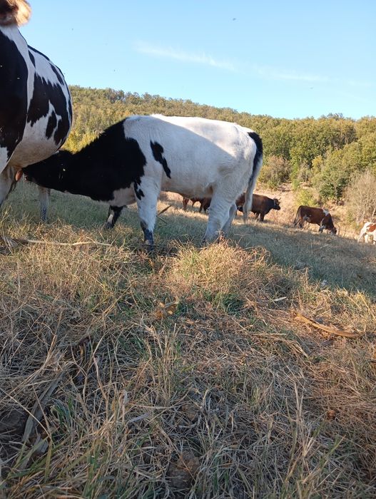 Viței De Rasă Angus și Belgian Motru • OLX.ro