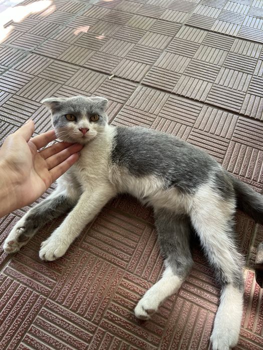 Отдам котенка в добрые руки бесплатно !