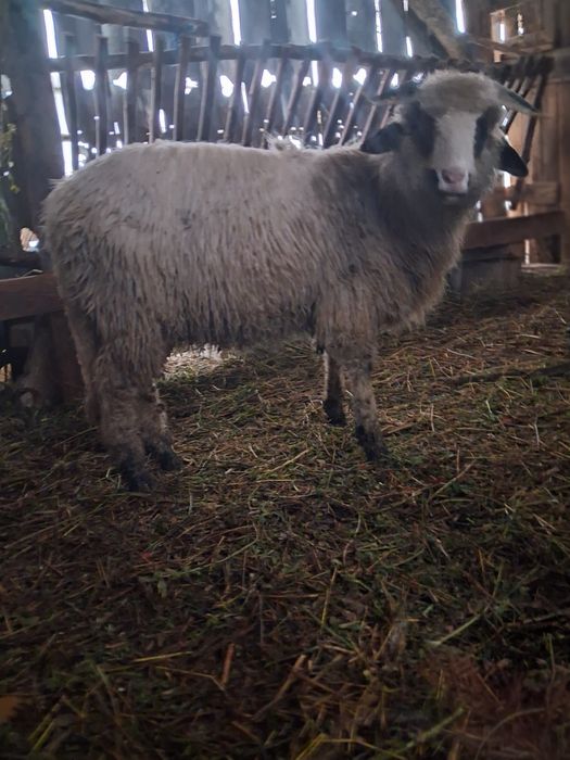 Schimb berbec cu o oaie de farat