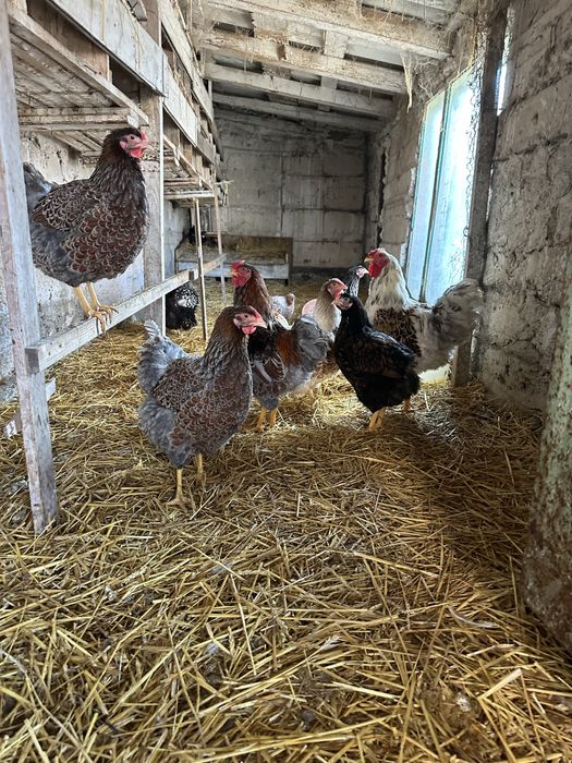 Oua pentru incubat Wiandotte si Australorp