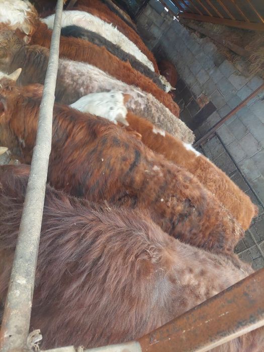 Продаются  бычки