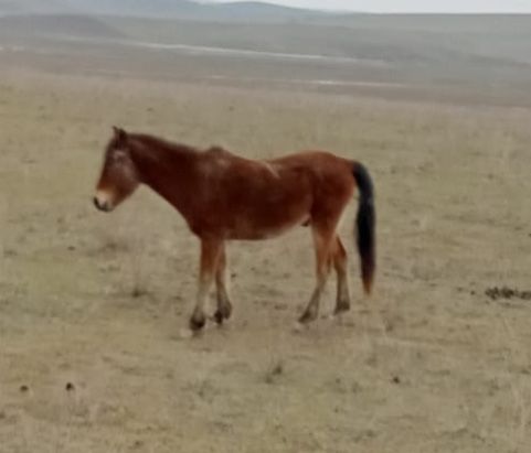 Жабы кунан сатылады