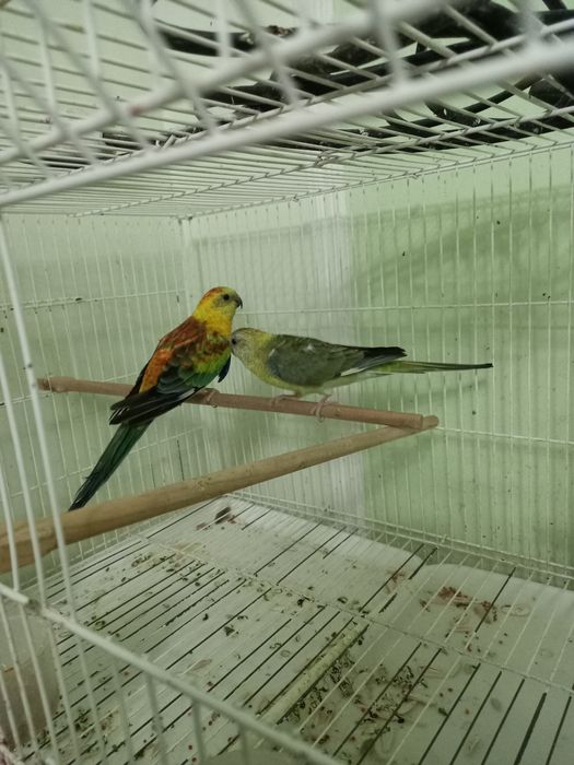 Певучие Рубины птицы